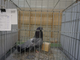 XIV Concurso Exposición de Palomas de Raza en Mula 2024